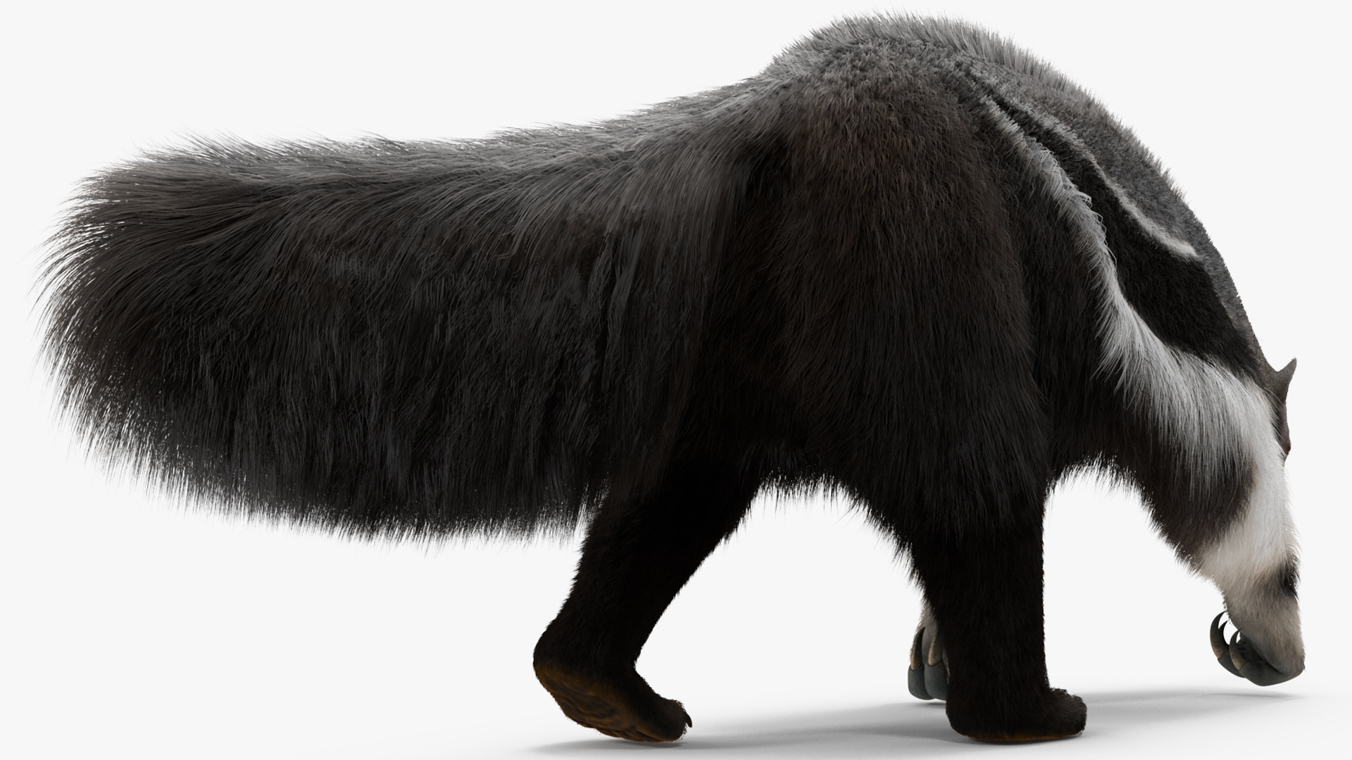 3D model Anteater Walking Pose Fur