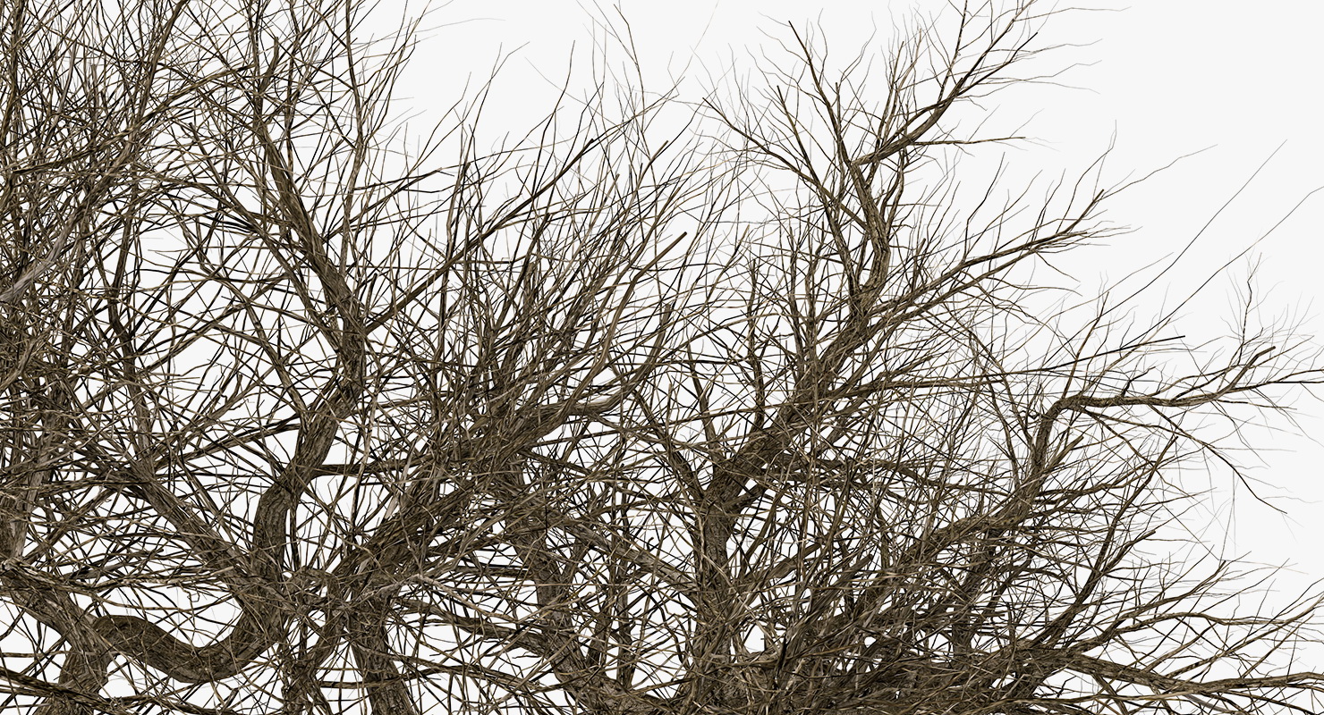 3D model Old Winter Tree