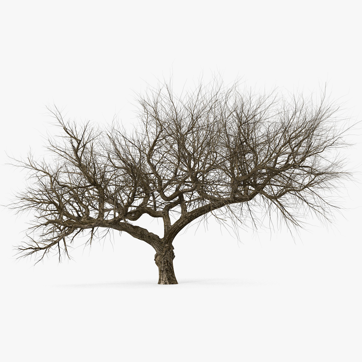 Old Winter Tree