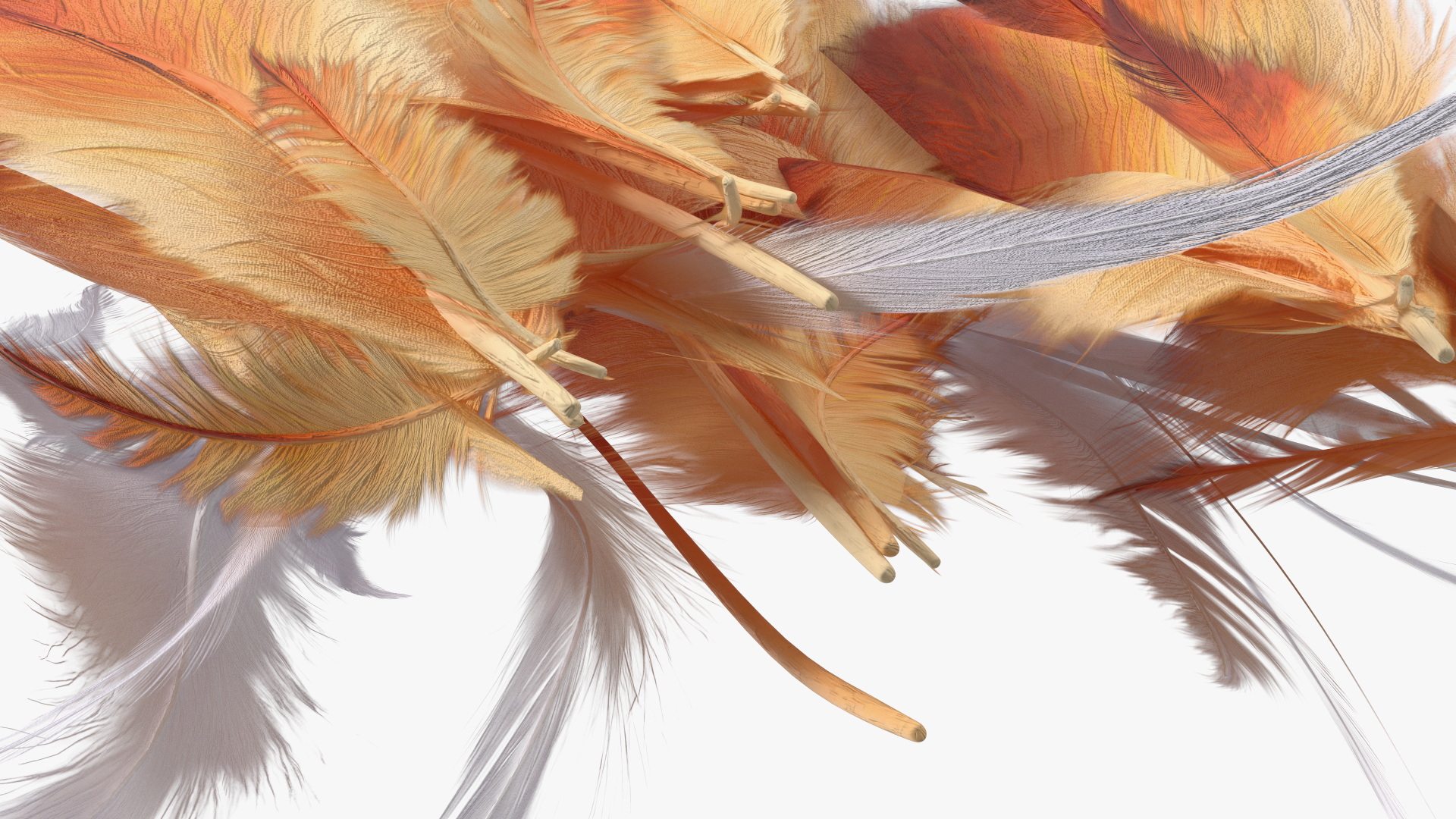 Natural Color Feathers 3D