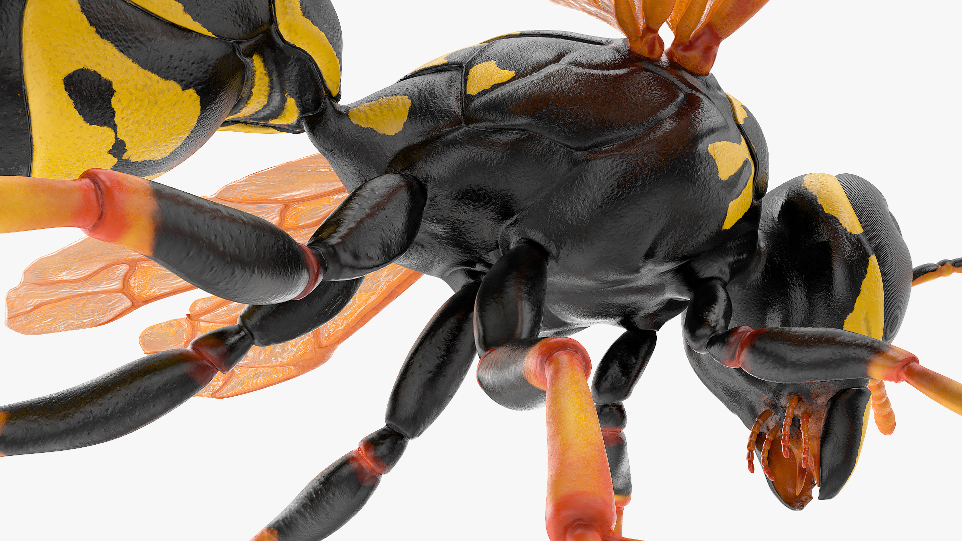 Paper Wasp Rigged 3D
