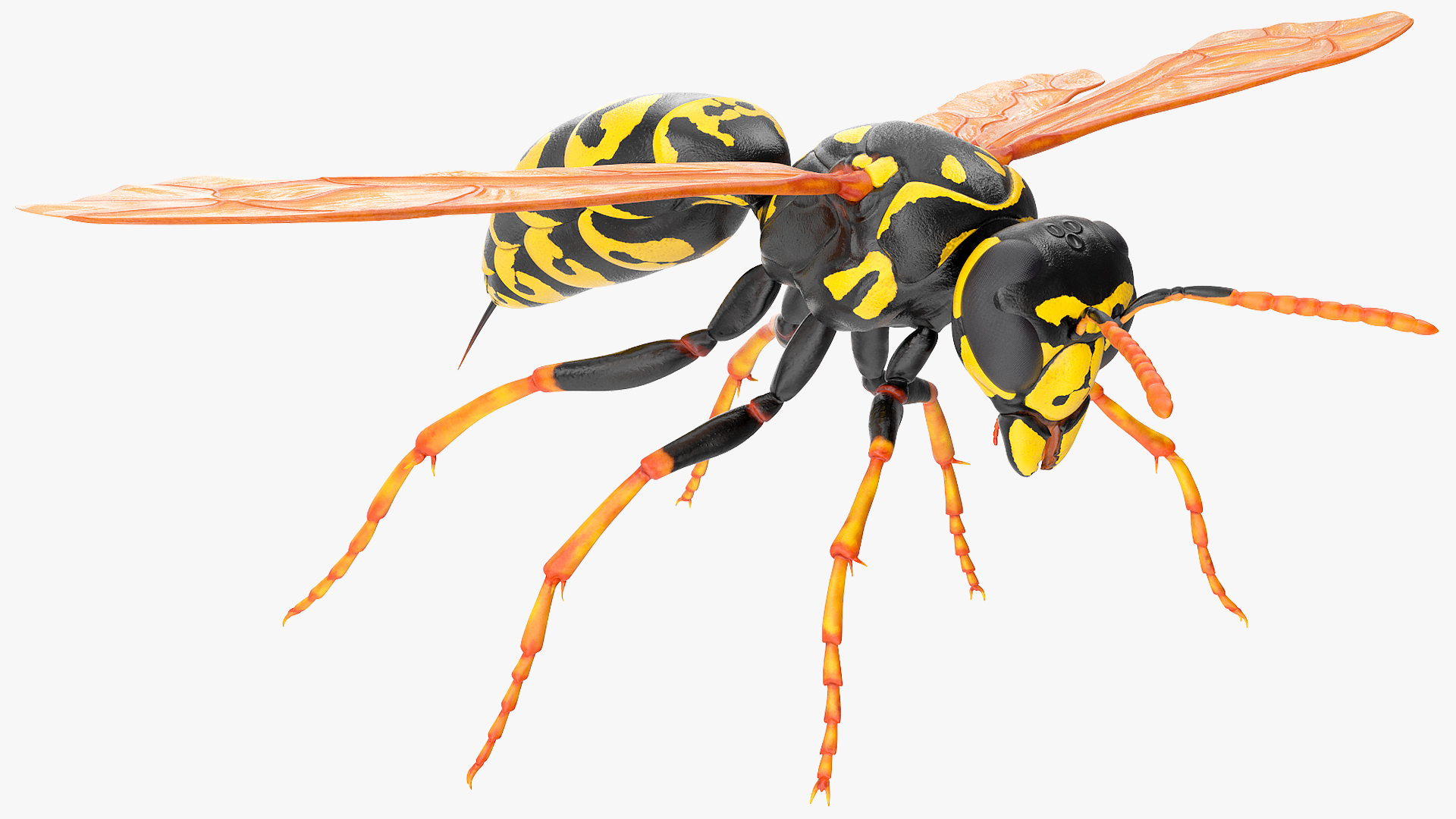 Paper Wasp Rigged 3D