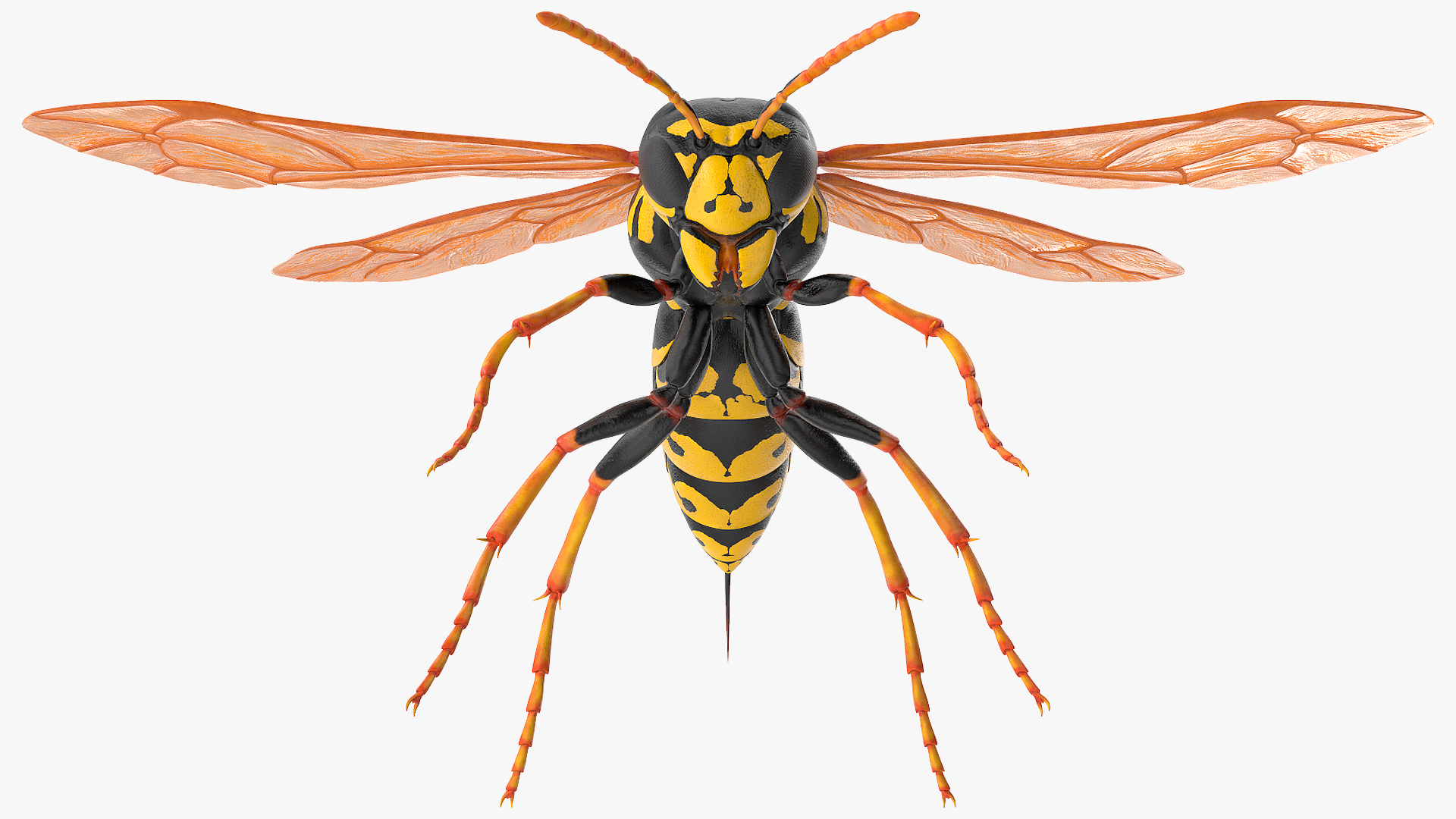 Paper Wasp Rigged 3D