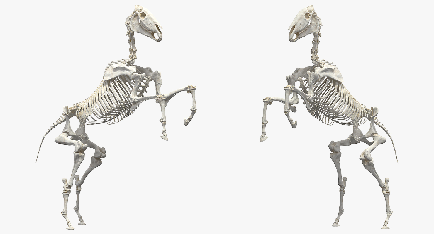 Rearing Horse Skeleton 3D