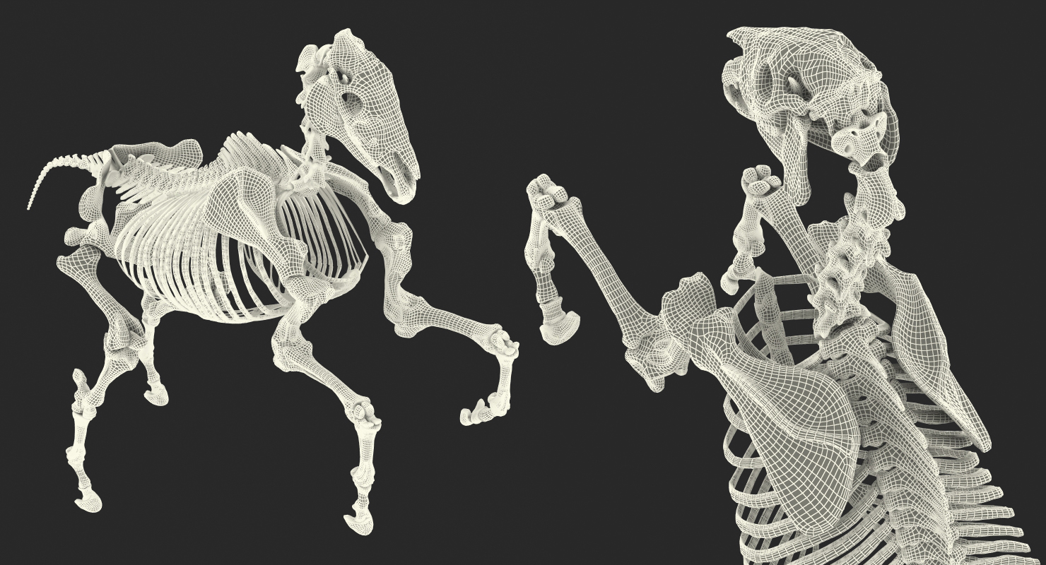 Rearing Horse Skeleton 3D