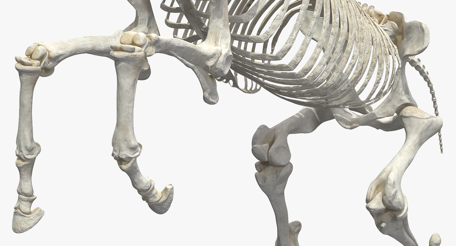 Rearing Horse Skeleton 3D