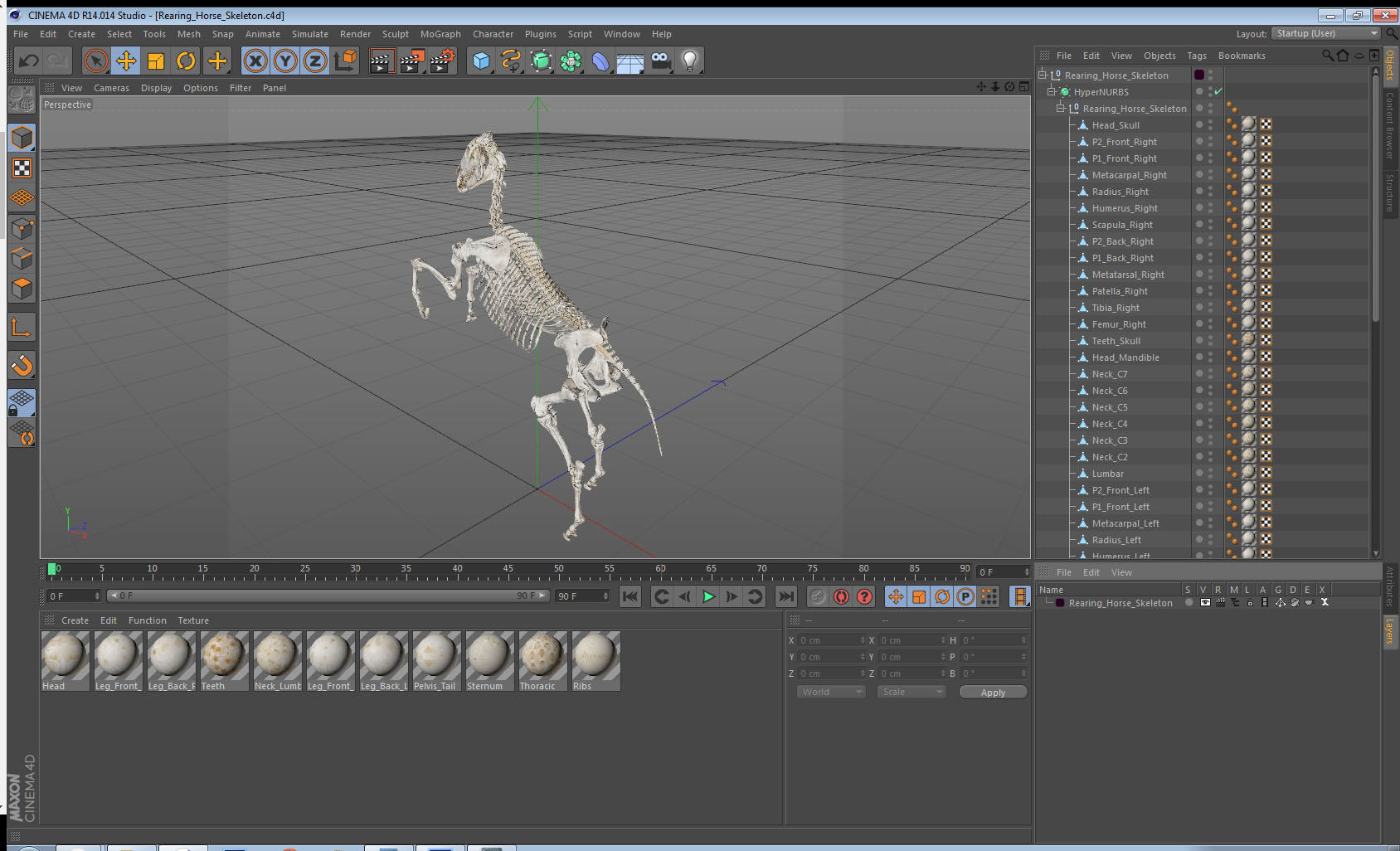 Rearing Horse Skeleton 3D