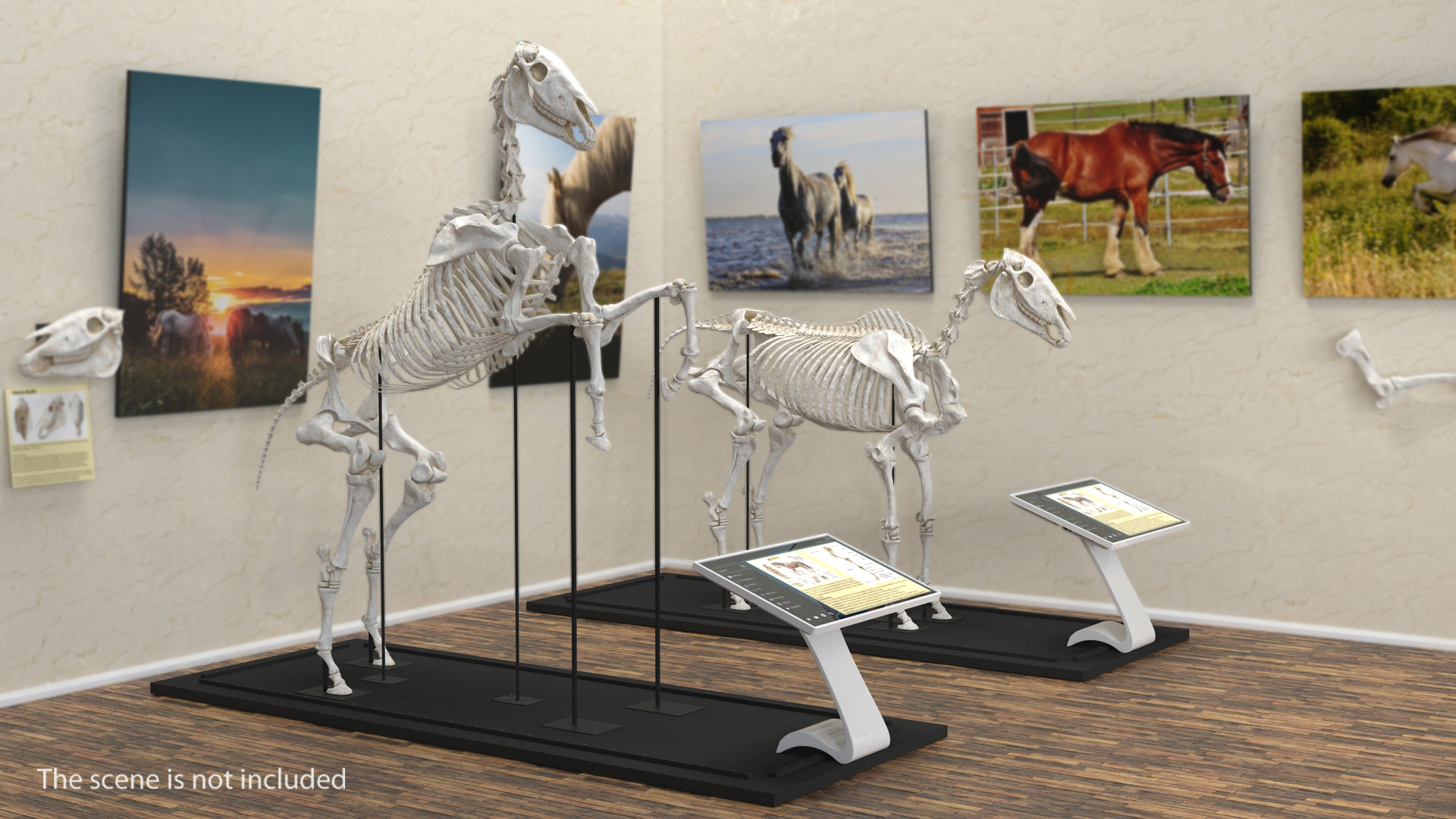 Rearing Horse Skeleton 3D
