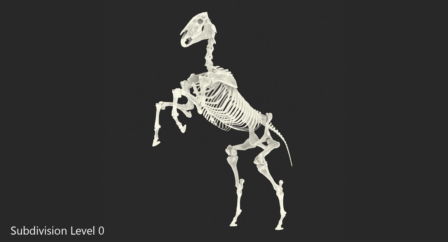 Rearing Horse Skeleton 3D