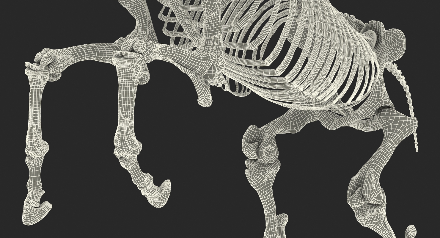 Rearing Horse Skeleton 3D