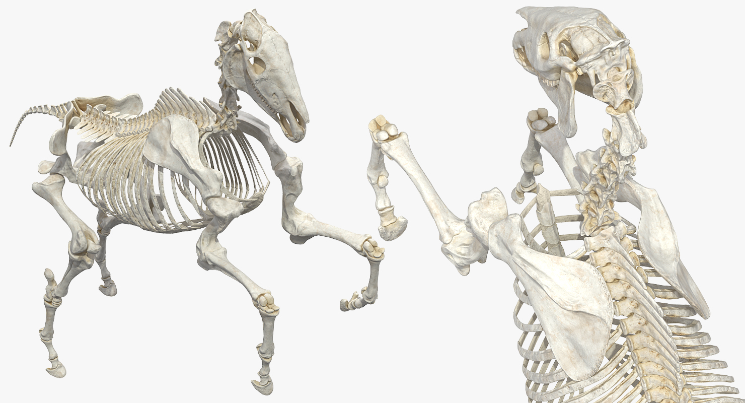 Rearing Horse Skeleton 3D