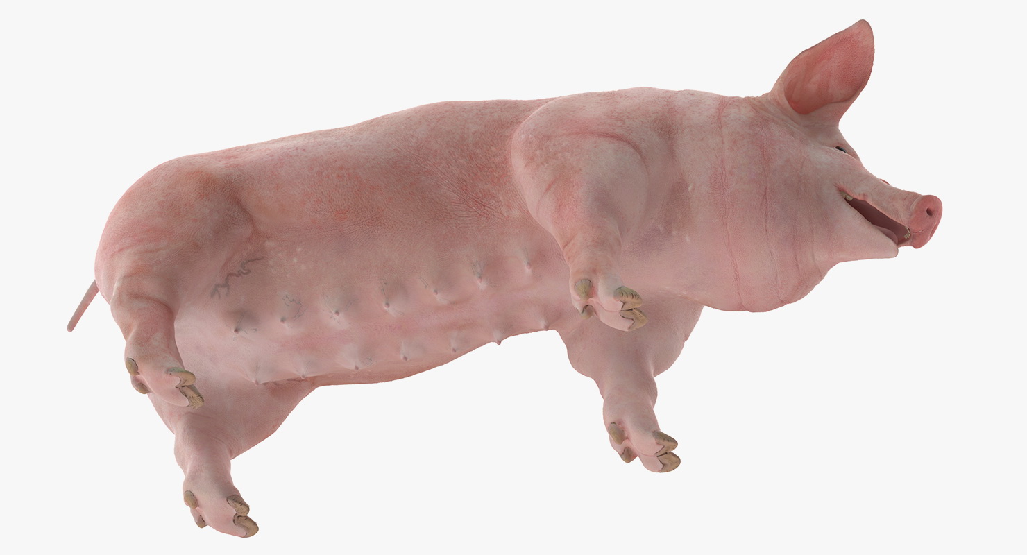3D Pig Sow Landrace Rigged model