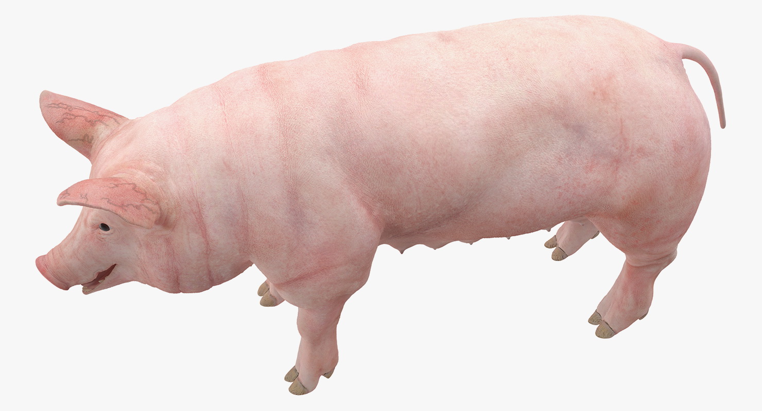 3D Pig Sow Landrace Rigged model