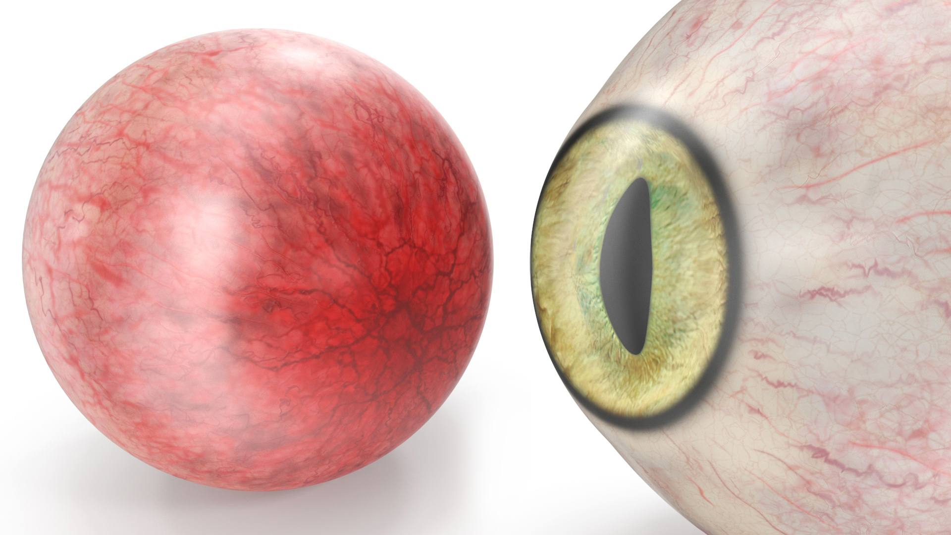 Realistic Cat Eye 3D