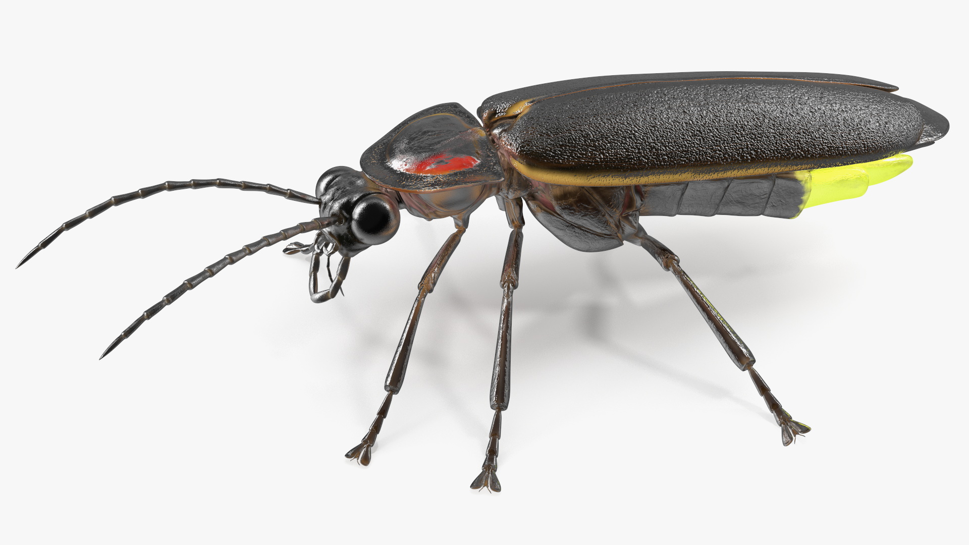 3D Photinus Pyralis Glowing Crawling Pose model