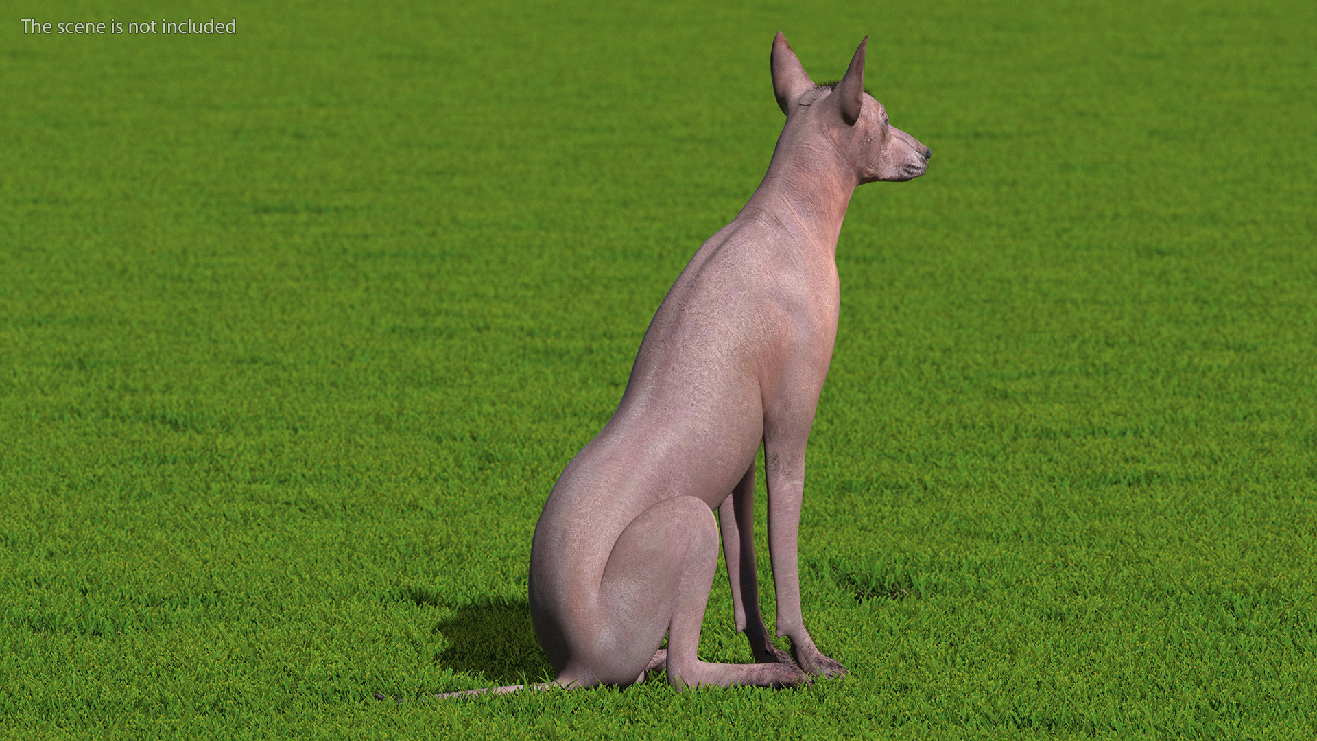3D model Xoloitzcuintle Mexican Hairless Breed Dog Fur