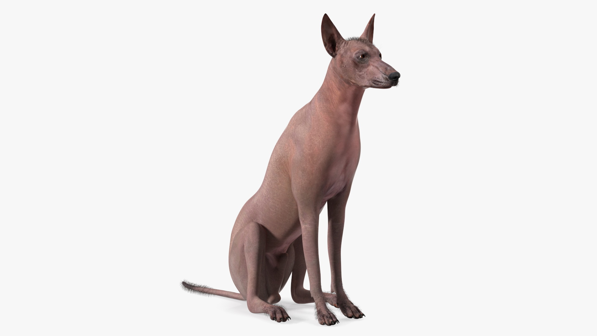 3D model Xoloitzcuintle Mexican Hairless Breed Dog Fur