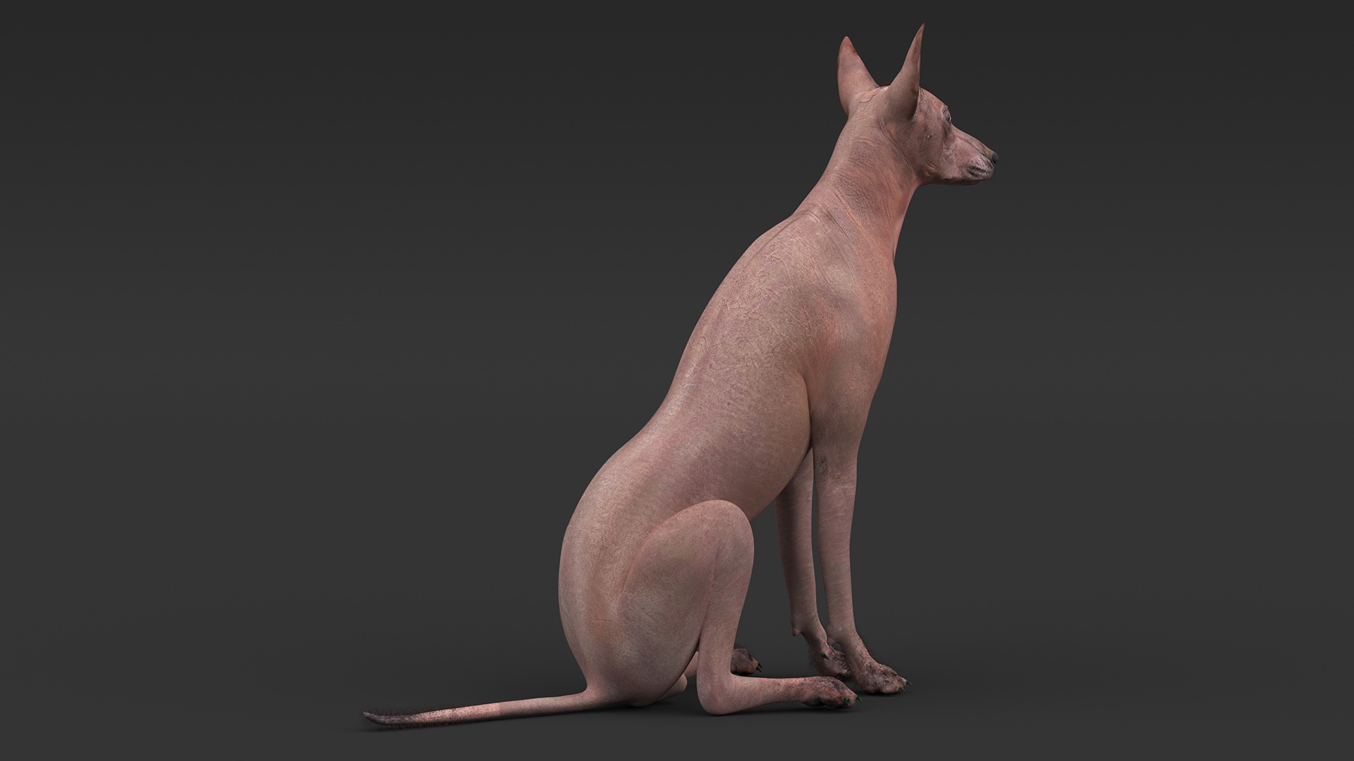 3D model Xoloitzcuintle Mexican Hairless Breed Dog Fur