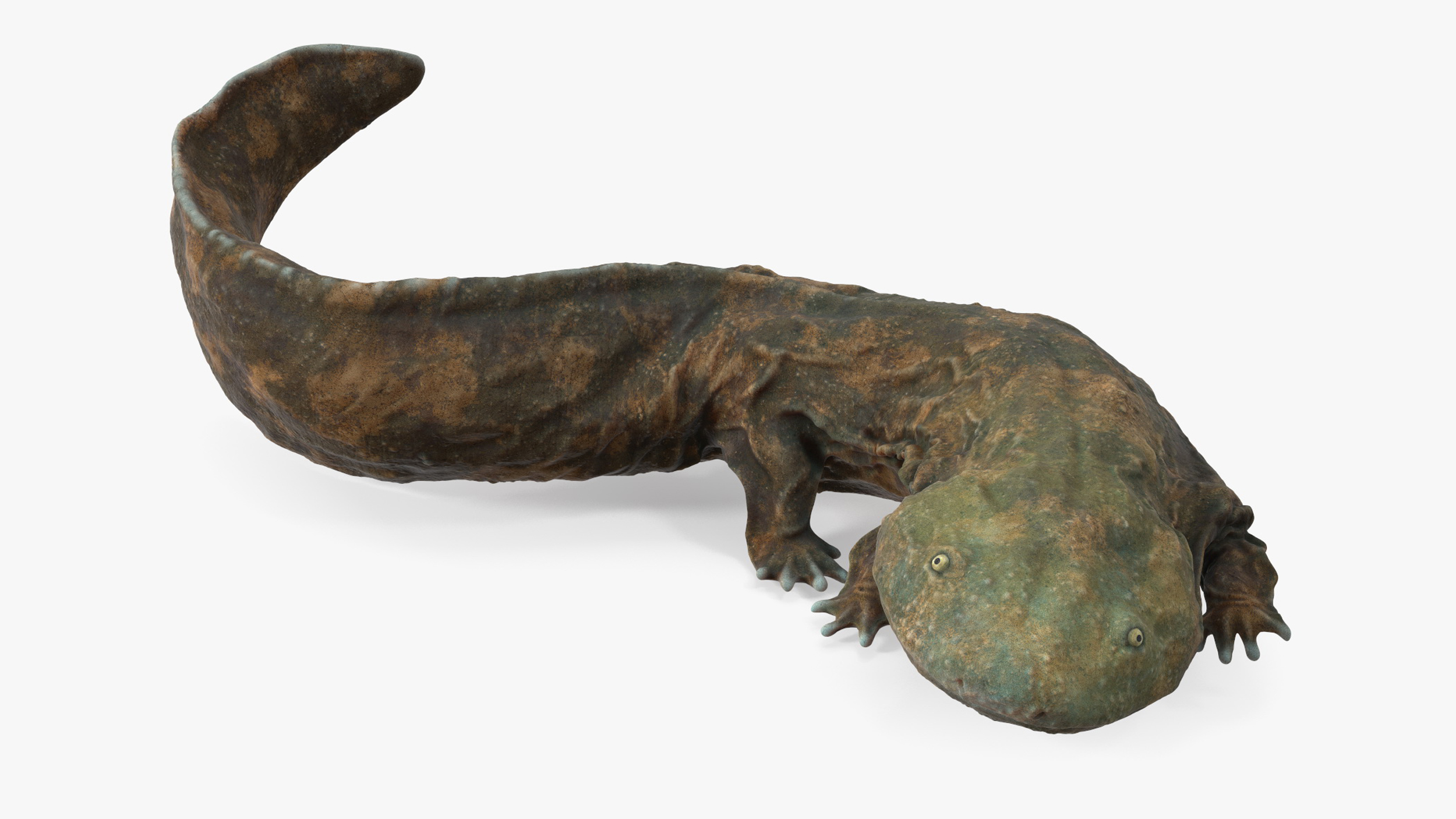 3D model Aquatic Salamander Light Rigged for Maya