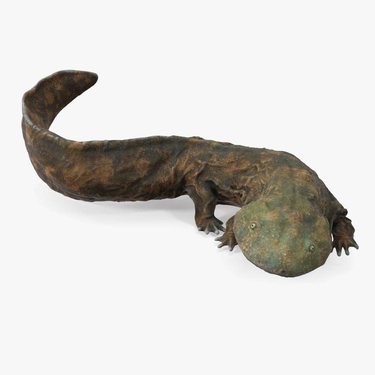 3D model Aquatic Salamander Light Rigged for Maya