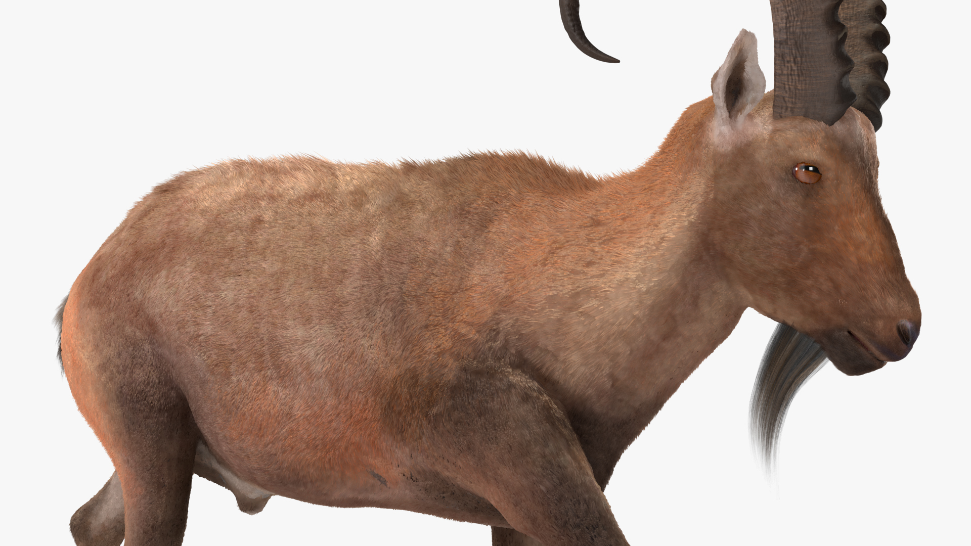 3D Alpine Ibex in Walking Pose Fur