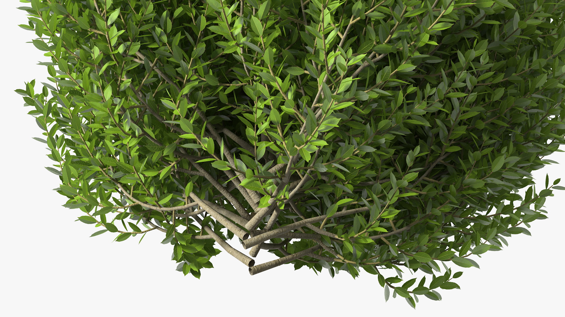 Sweet Bay Laurel Shrub 3D