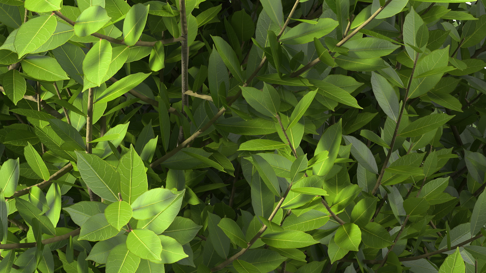 Sweet Bay Laurel Shrub 3D