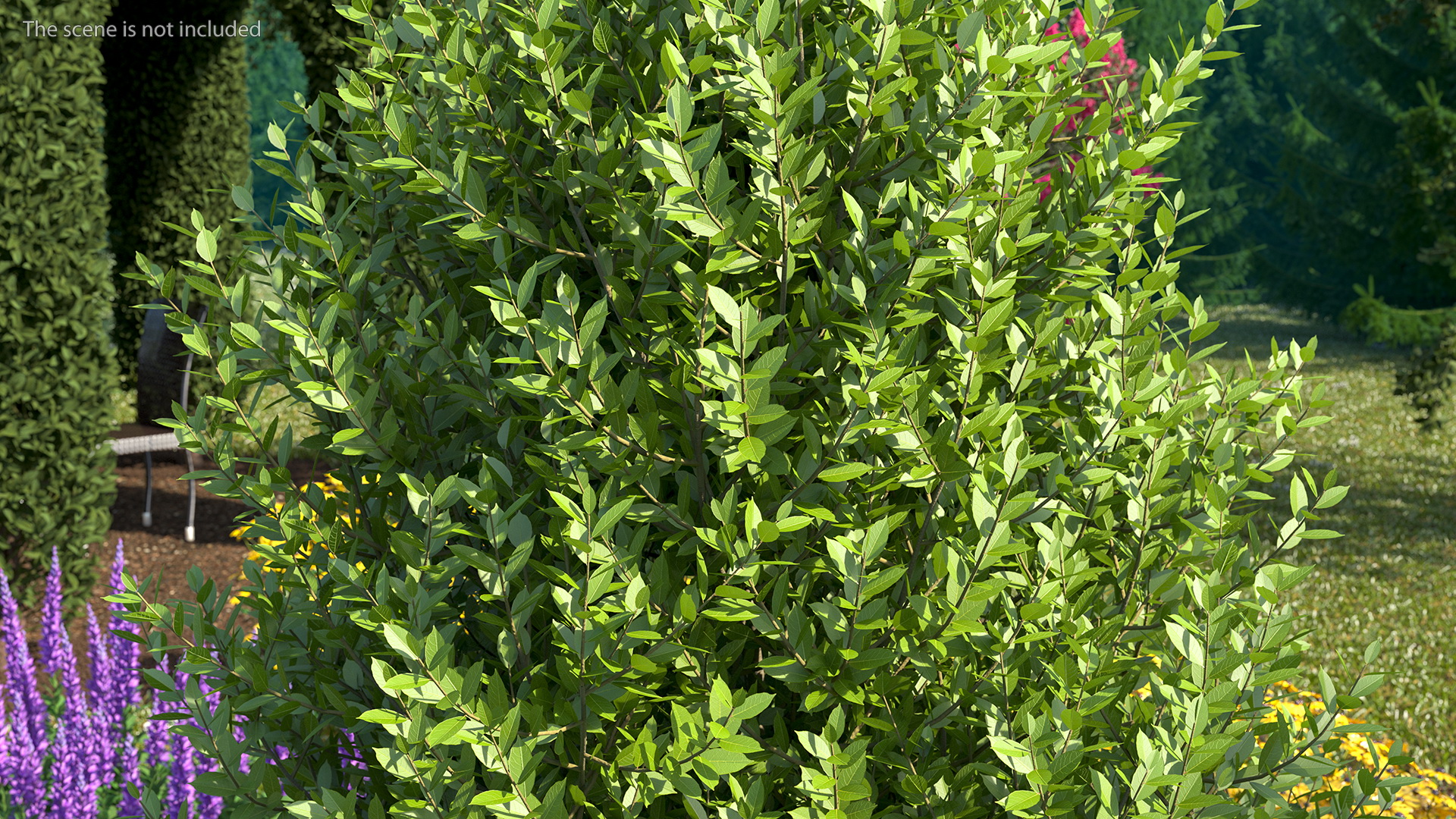 Sweet Bay Laurel Shrub 3D