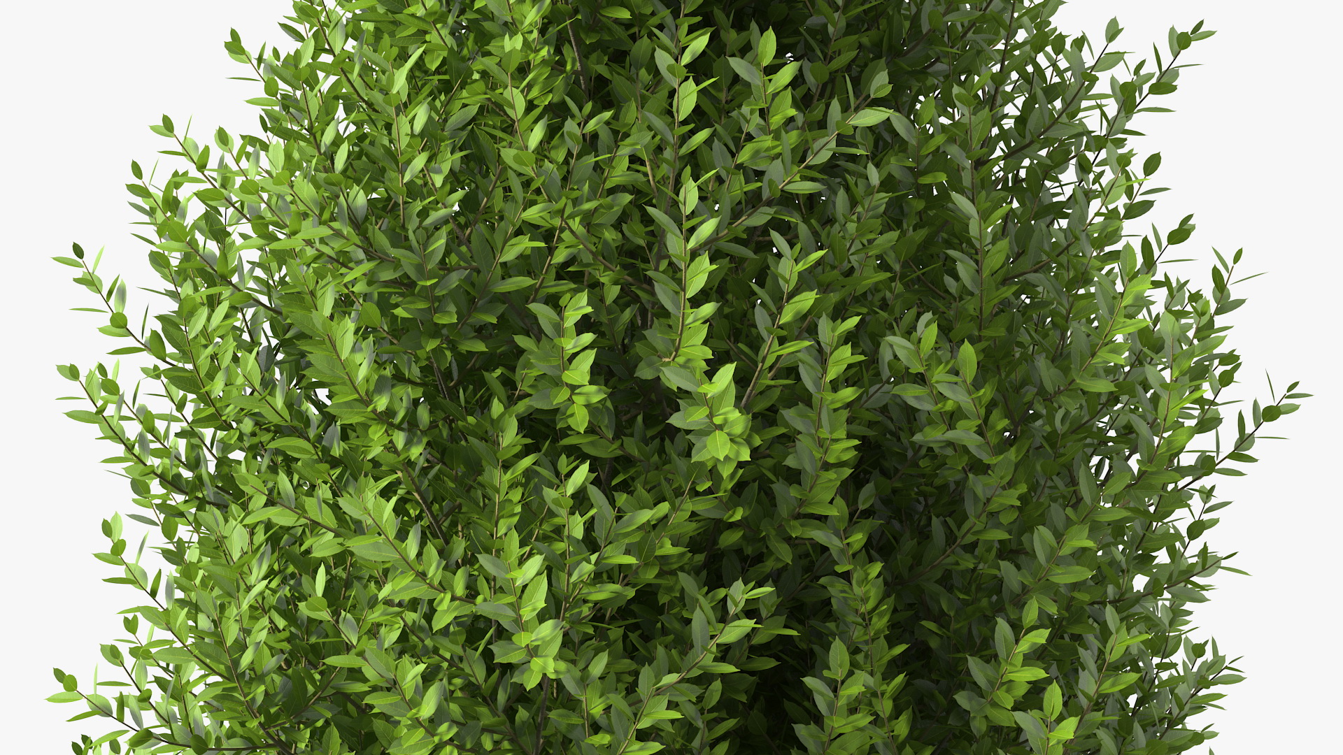 Sweet Bay Laurel Shrub 3D