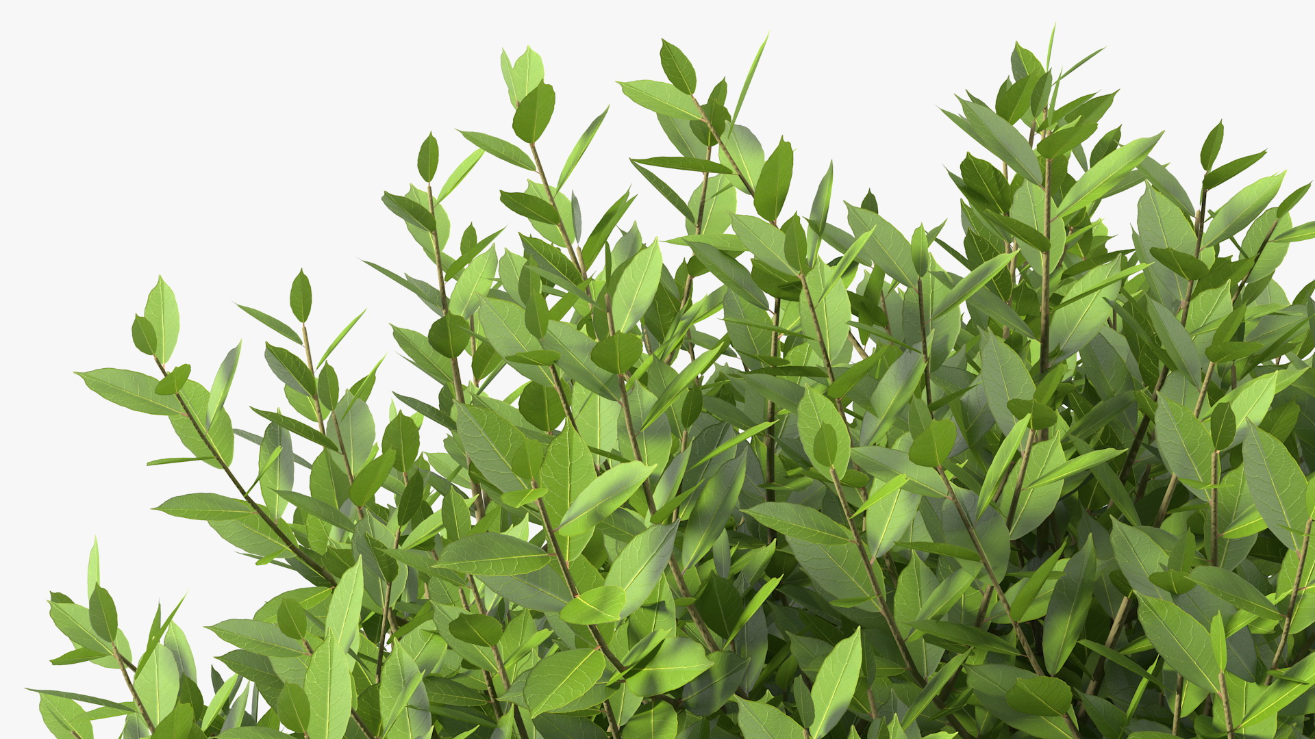 Sweet Bay Laurel Shrub 3D