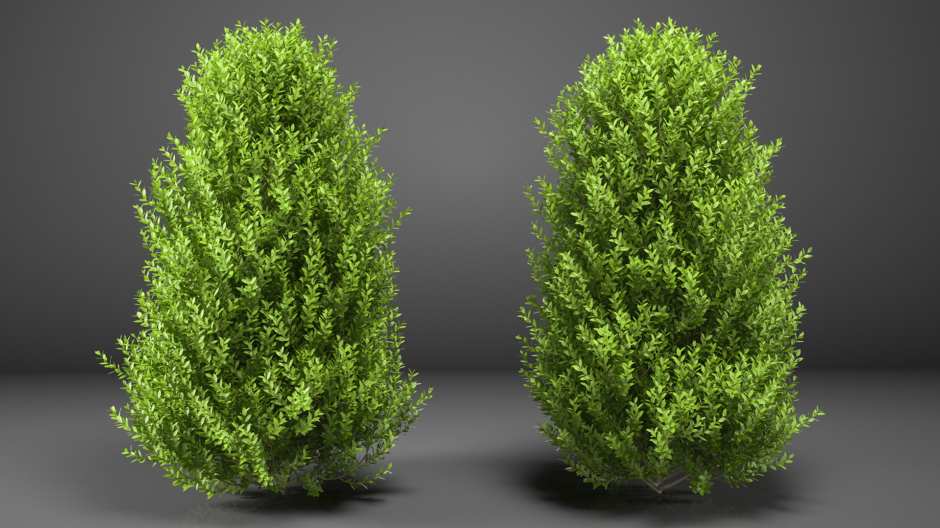 Sweet Bay Laurel Shrub 3D