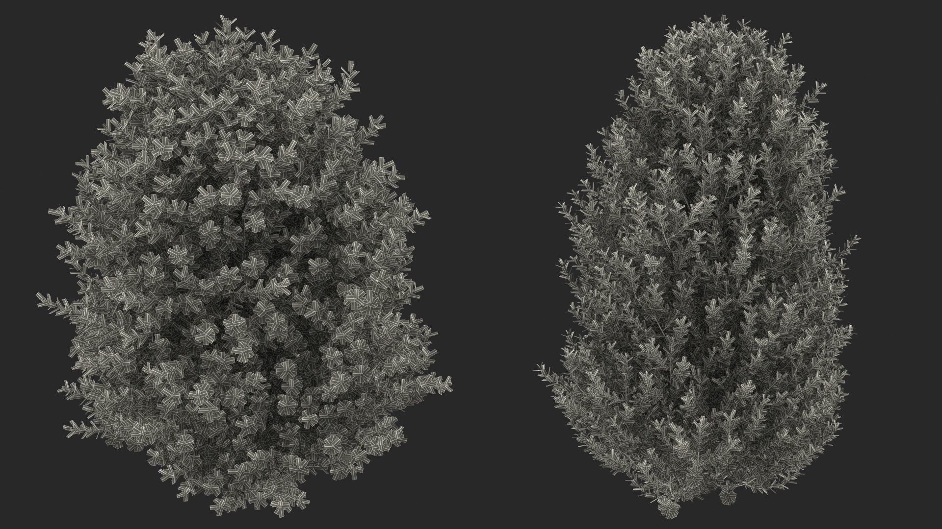 Sweet Bay Laurel Shrub 3D