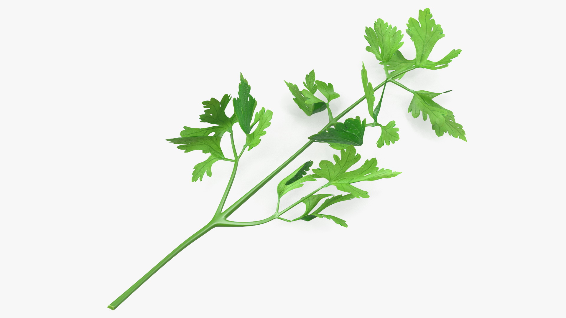 Heap of Parsley Leaves 3D