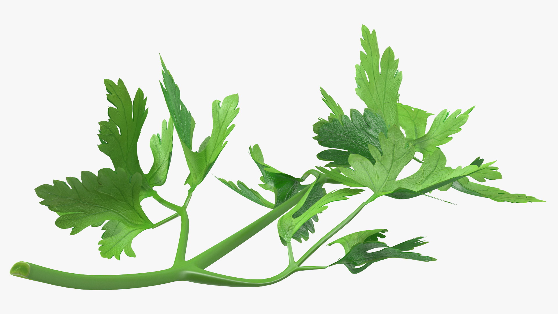 Heap of Parsley Leaves 3D