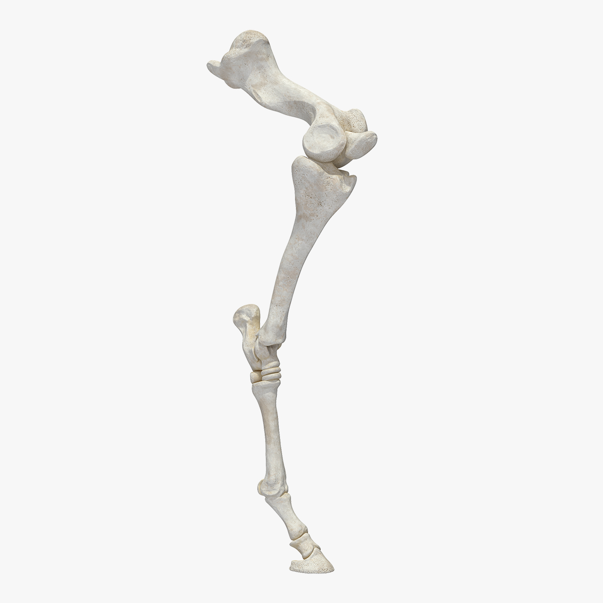 Horse Front Leg 2 3D Model