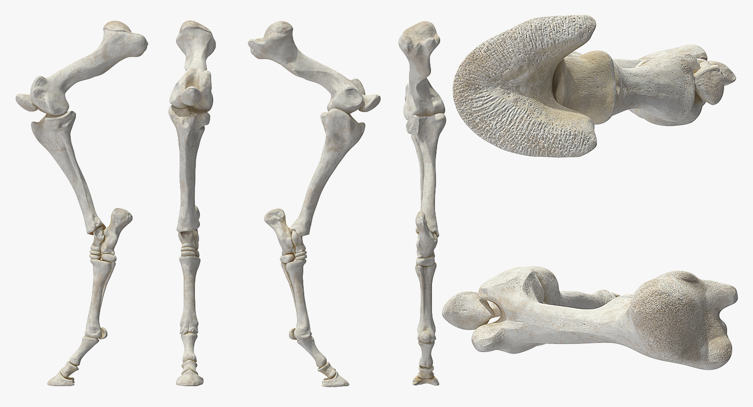 Horse Front Leg 2 3D