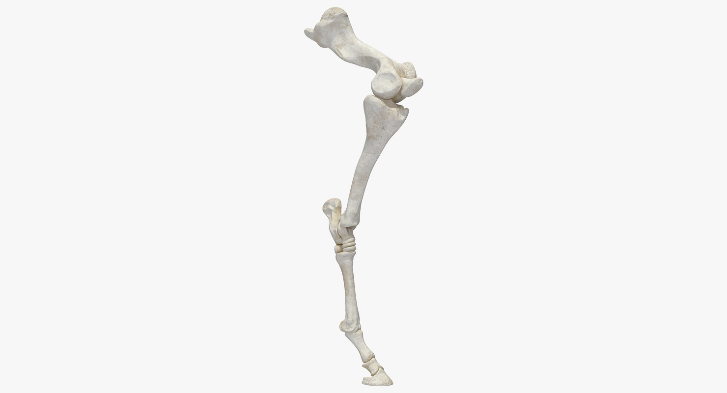 Horse Front Leg 2 3D