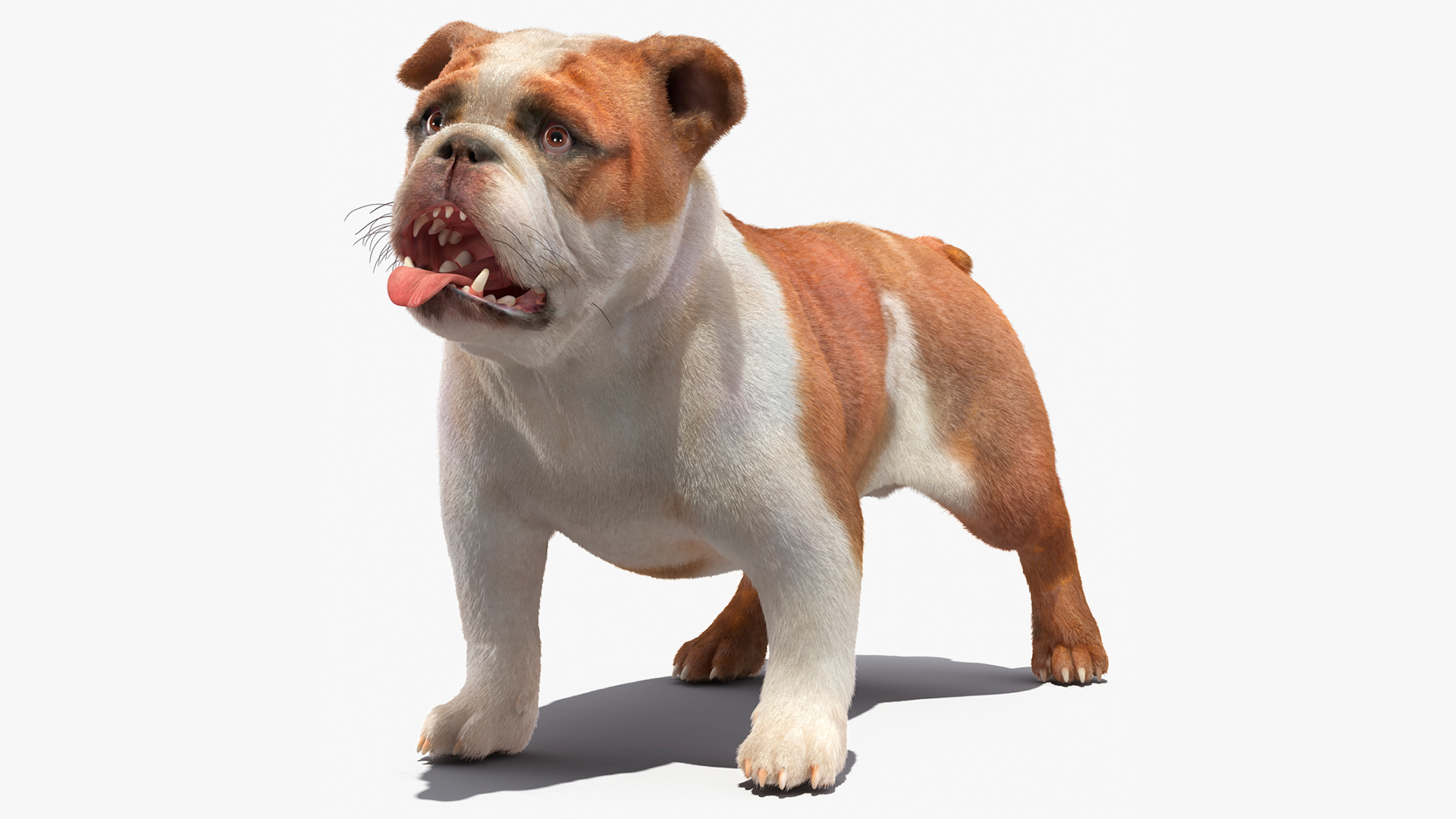 3D Bulldog Fur Rigged model