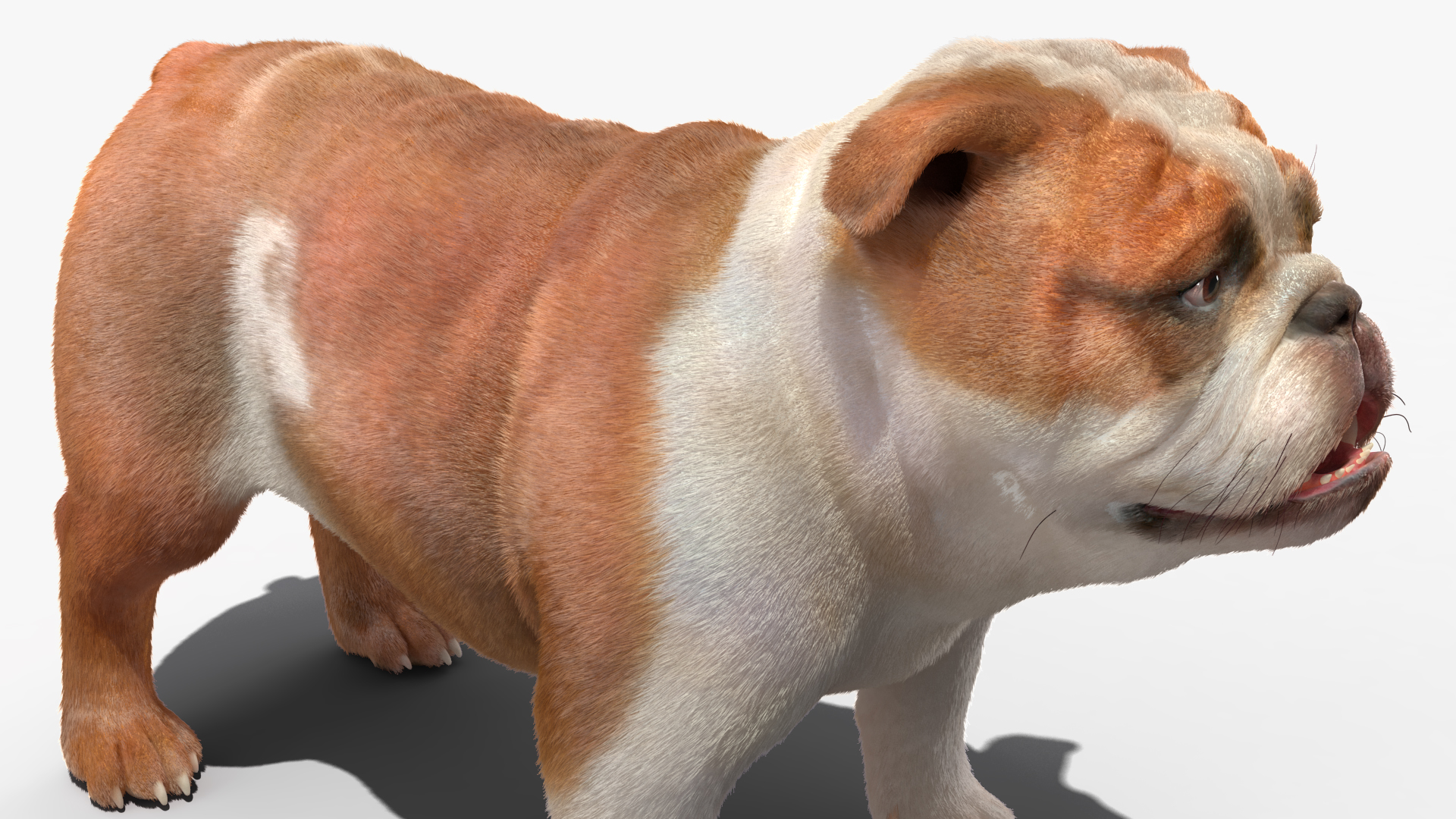 3D Bulldog Fur Rigged model