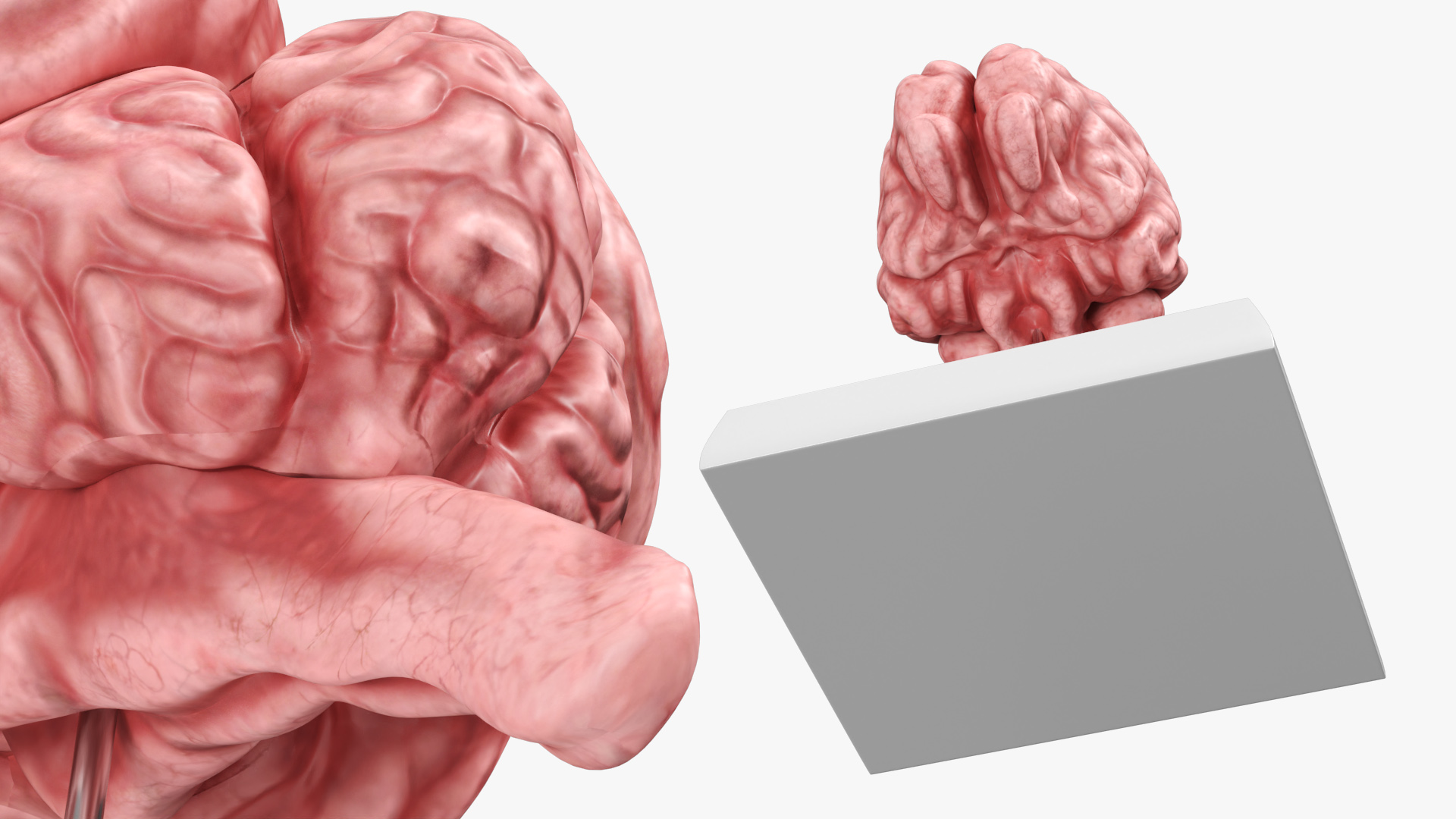 Feline Brain Anatomy Model with Metal Stand Pink, view 4