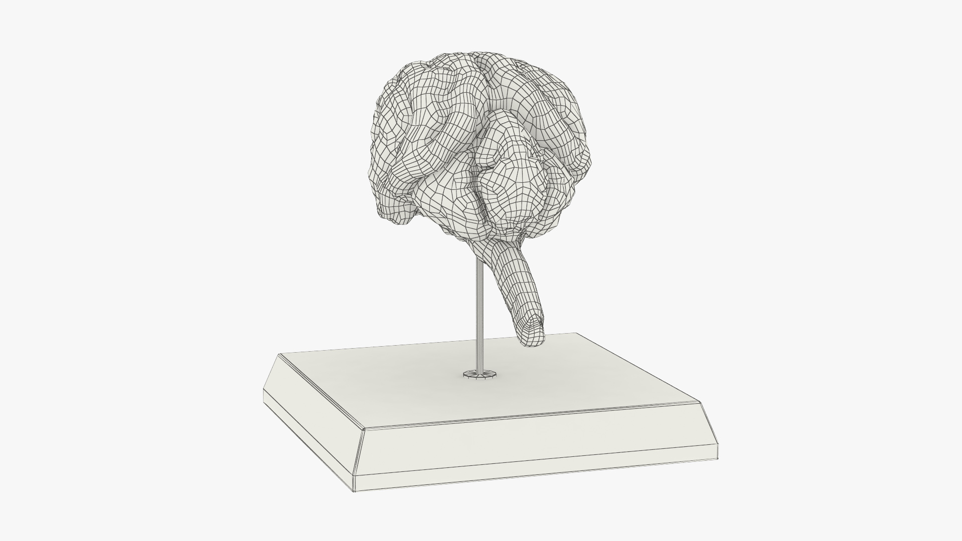 Feline Brain Anatomy Model with Metal Stand Pink, view 10