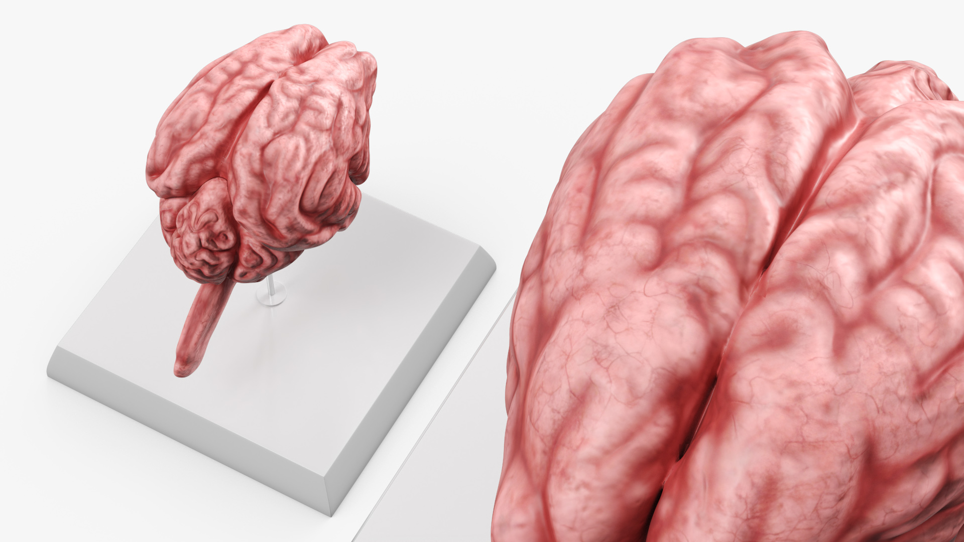 Feline Brain Anatomy Model with Metal Stand Pink, view 3