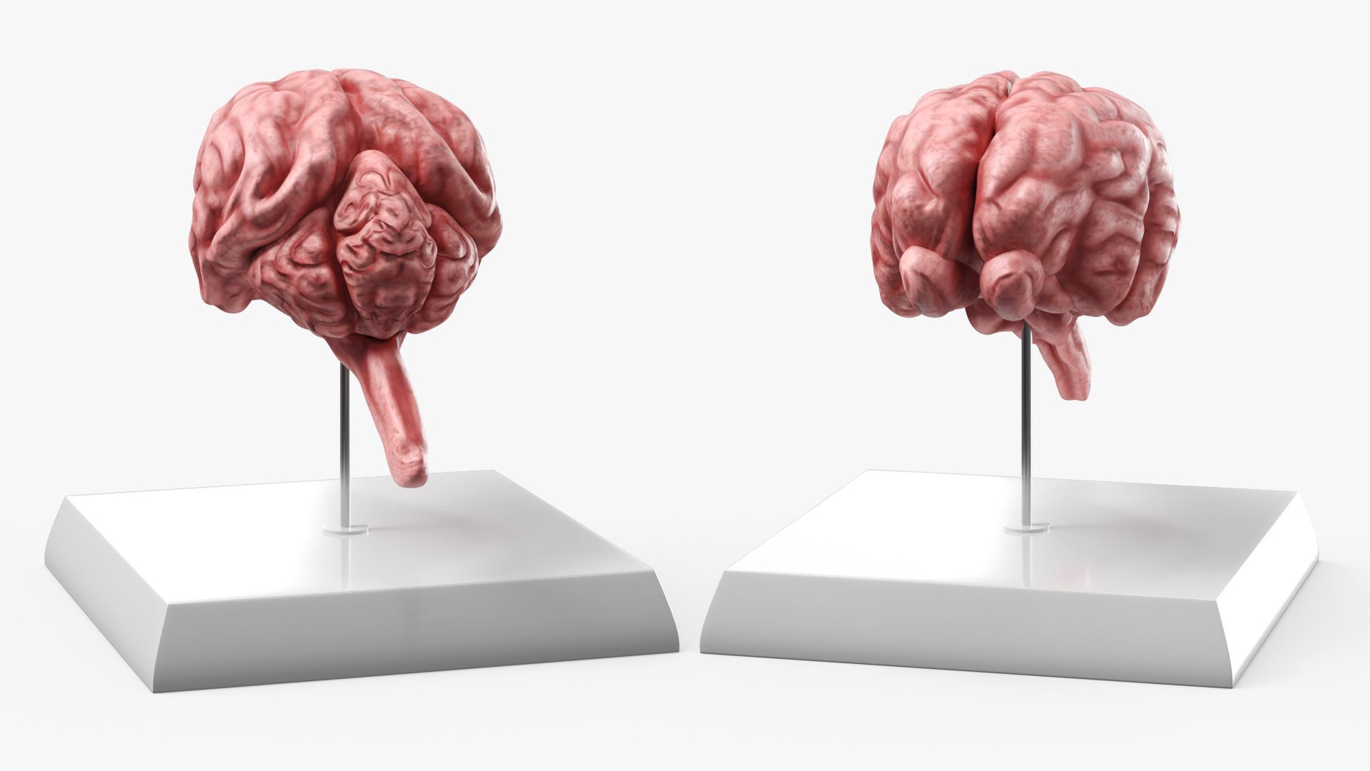 Feline Brain Anatomy Model with Metal Stand Pink, view 2