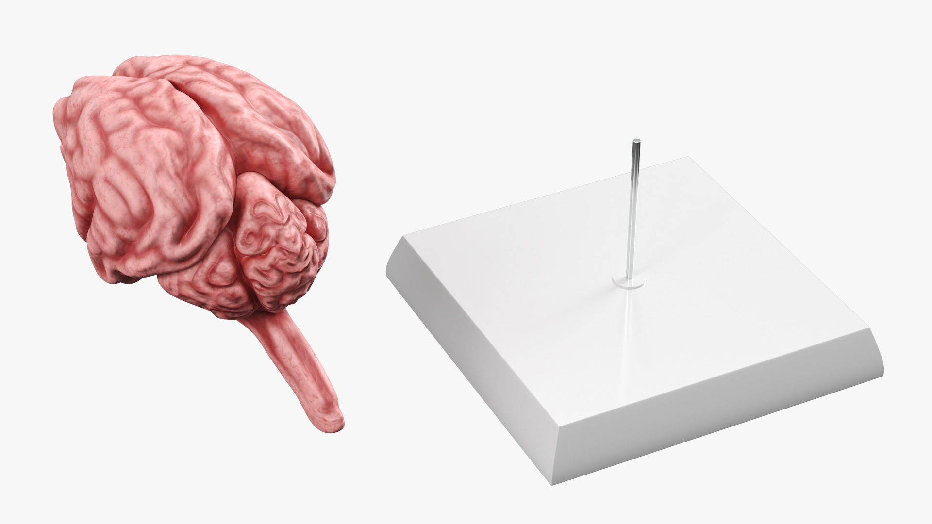 Feline Brain Anatomy Model with Metal Stand Pink, view 6