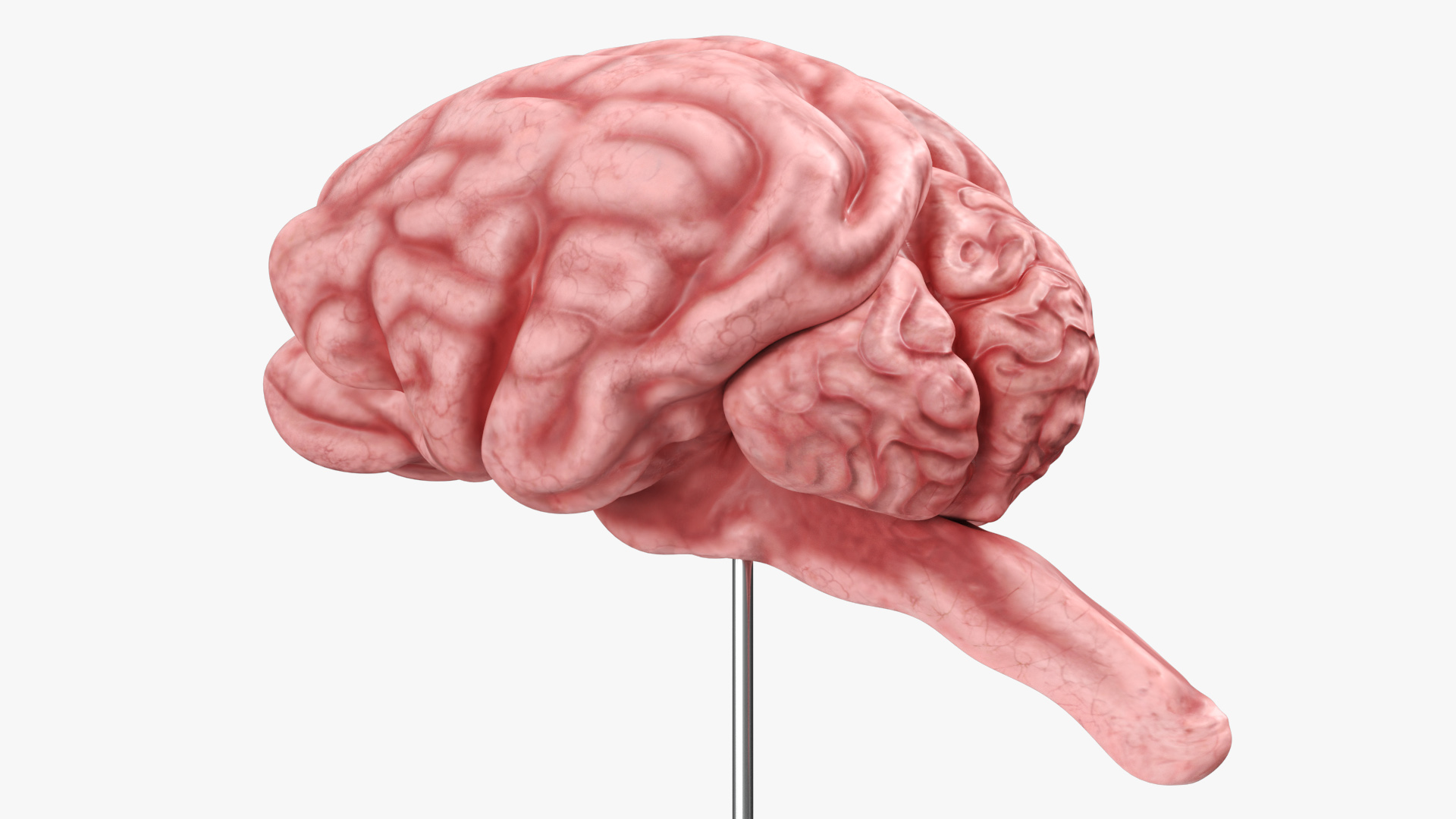 Feline Brain Anatomy Model with Metal Stand Pink, view 5