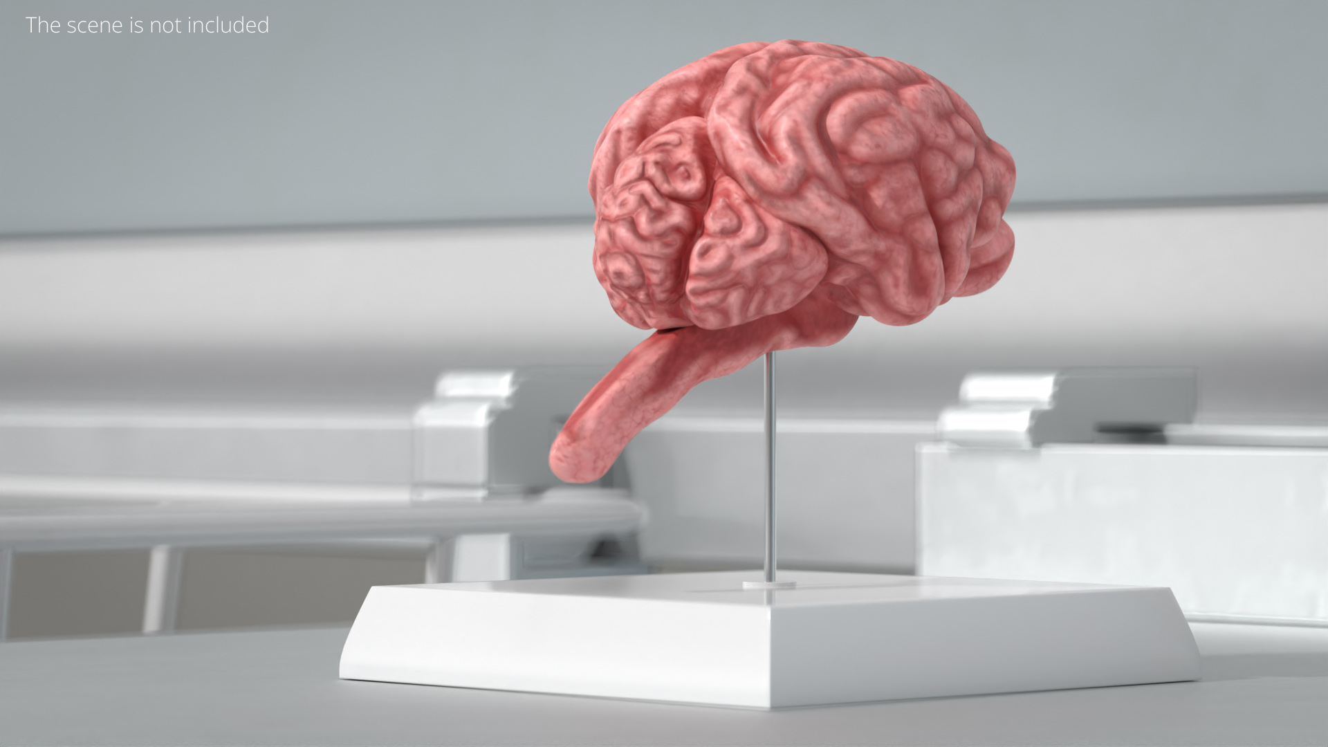 Feline Brain Anatomy Model with Metal Stand Pink