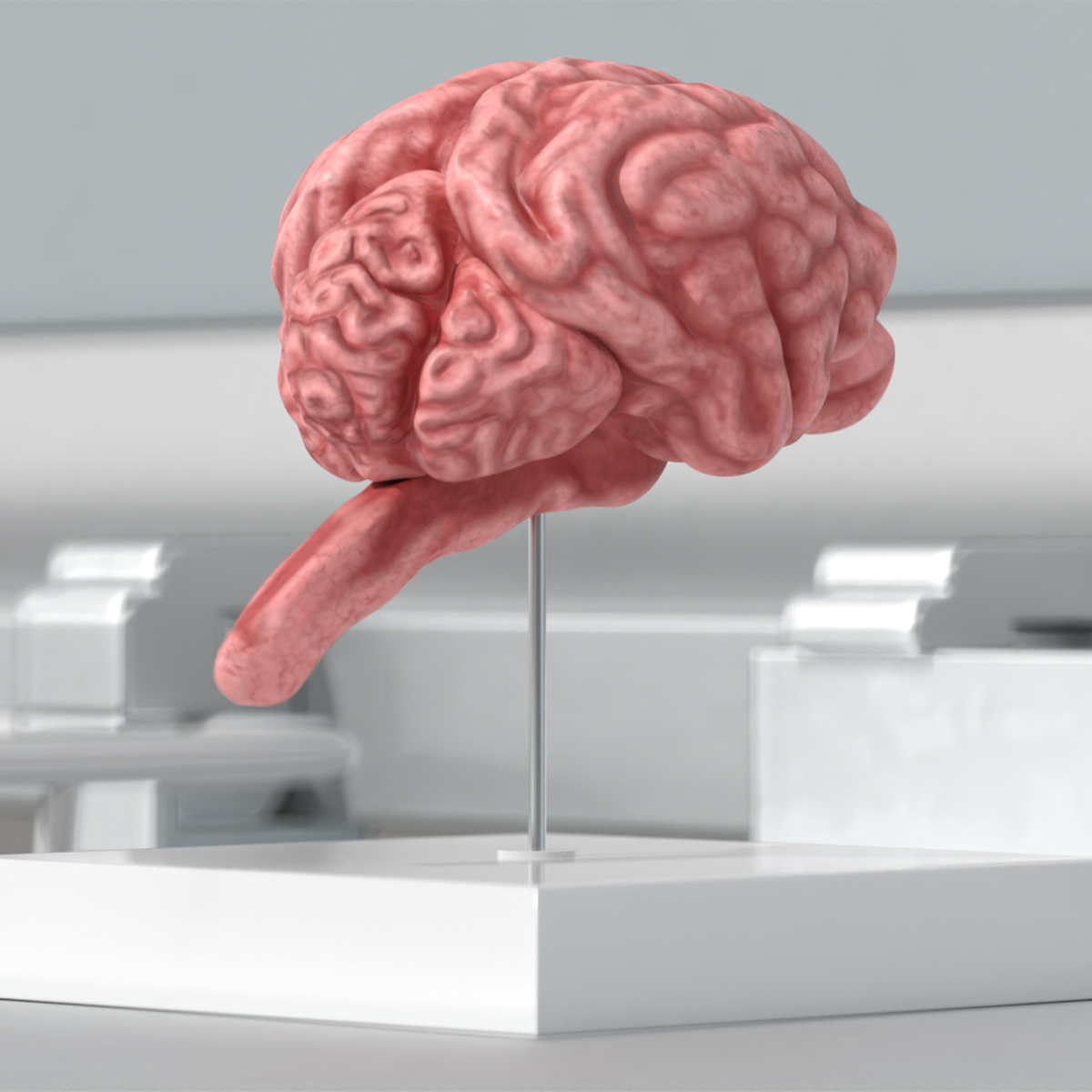 Feline Brain Anatomy Model with Metal Stand Pink
