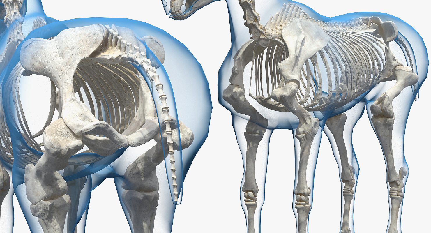 3D Horse Envelope with Skeleton Neutral Pose