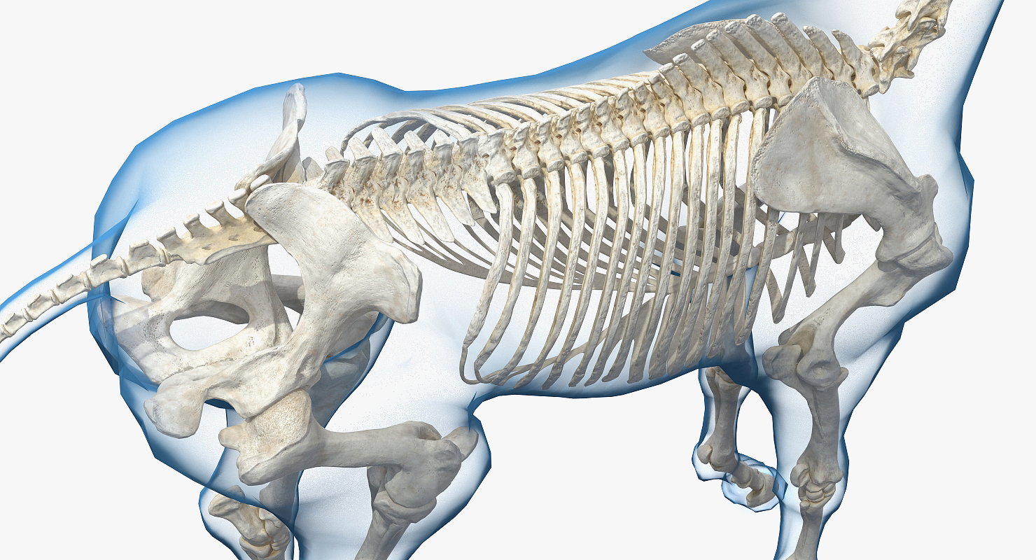 3D Horse Envelope with Skeleton Neutral Pose