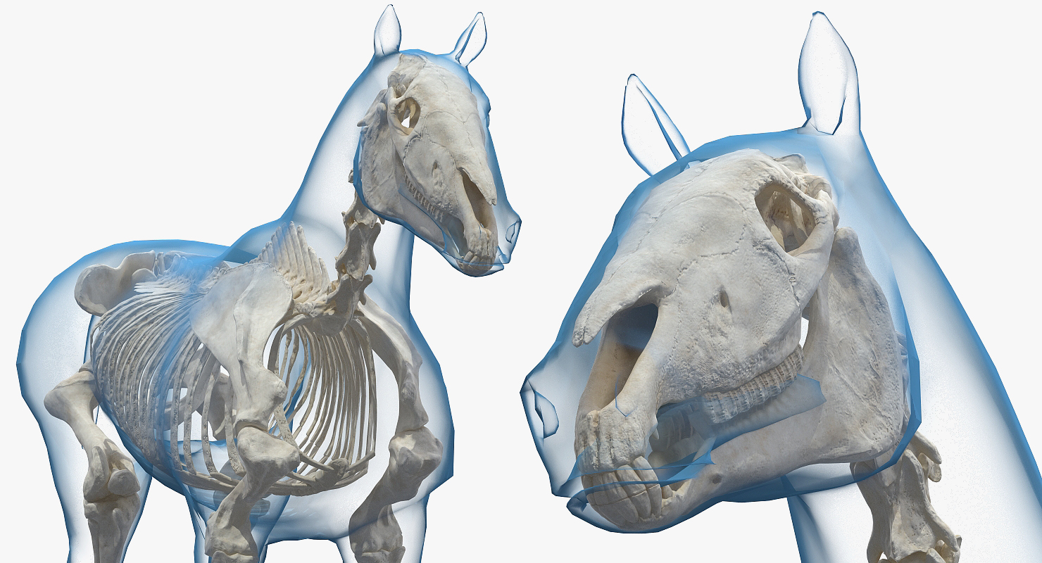 3D Horse Envelope with Skeleton Neutral Pose